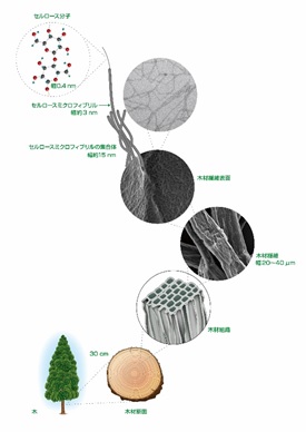 nanocellulose-microfibril